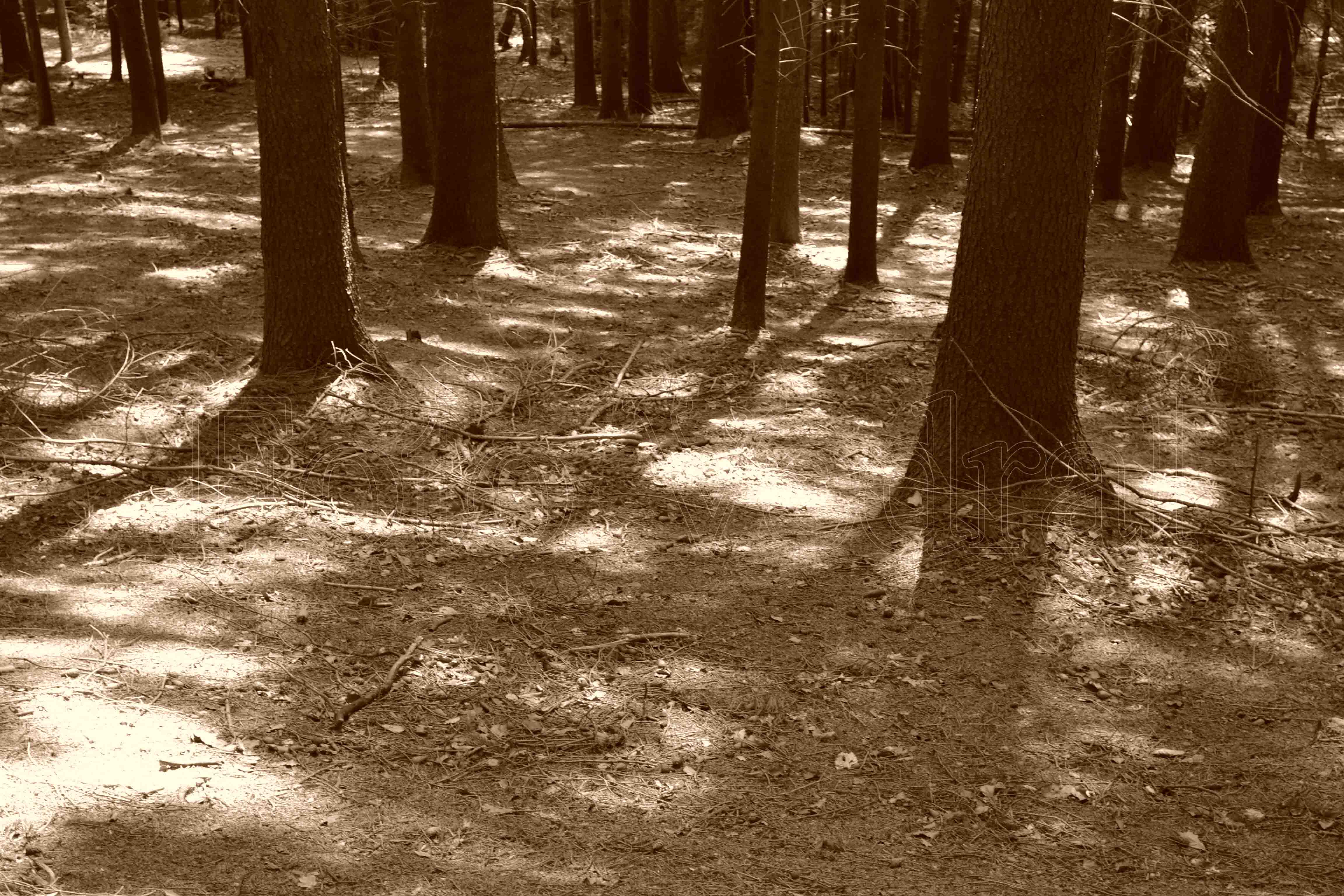 záběh nikon 2014 918 kopie